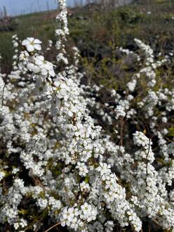 Спирея сливолистная Спирея прунифолия (Spiraea prunifolia)