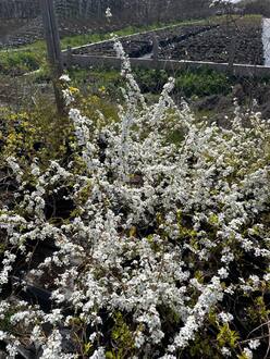 Спирея сливолистная Спирея прунифолия (Spiraea prunifolia)