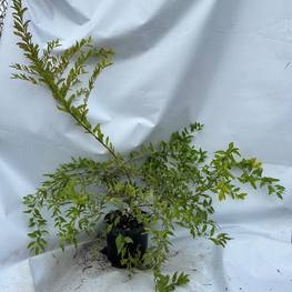 Спирея сливолистная Спирея прунифолия (Spiraea prunifolia)