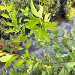 Спирея сливолистная Спирея прунифолия (Spiraea prunifolia)