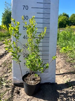 Спирея Дугласа (Douglasii)