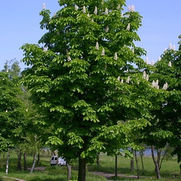 Каштан конский Эскулюс (Aesculus) крупномер