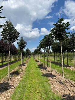 Каштан конский Эскулюс (Aesculus) крупномер