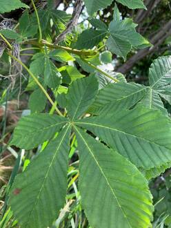 Каштан конский Эскулюс (Aesculus) крупномер