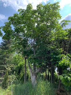 Каштан конский Эскулюс (Aesculus) крупномер