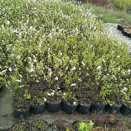 Спирея Аргута (Arguta)