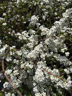 Спирея Аргута (Arguta)