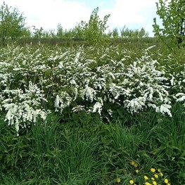 Спирея Аргута (Arguta)