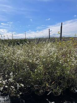 Спирея Аргута (Arguta)