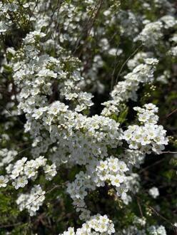 Спирея Аргута (Arguta)