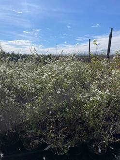 Спирея Аргута (Arguta)