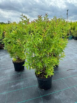 Спирея японская Генпей (Genpei)