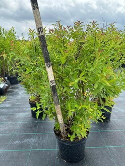 Спирея японская Генпей (Genpei)