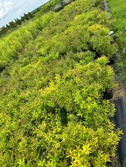 Спирея японская Генпей (Genpei)