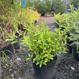 Спирея японская Генпей (Genpei)