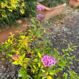 Спирея японская Генпей (Genpei)