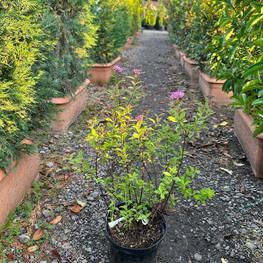 Спирея японская Генпей (Genpei)