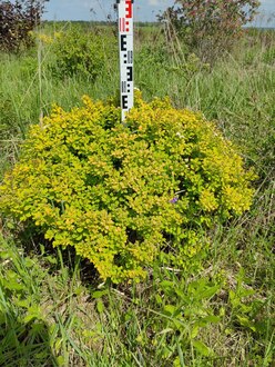 Спирея березолистная Тор Голд (Tor gold)