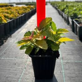 Спирея японская Дабл Плей Голд (Double Play Gold)