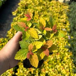 Спирея японская Дабл Плей Голд (Double Play Gold)