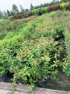 Спирея японская Оденсала (Odensala)