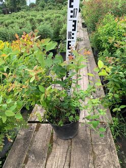 Спирея японская Оденсала (Odensala)