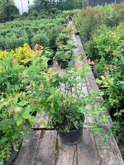 Спирея японская Оденсала (Odensala)