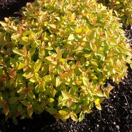 Спирея японская Спарклинг Карпет (Sparking Carpet)