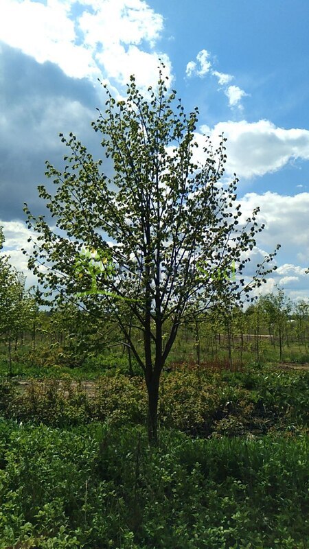 Липа мелколистная Тилия кордата (Tilia cordata) крупномер