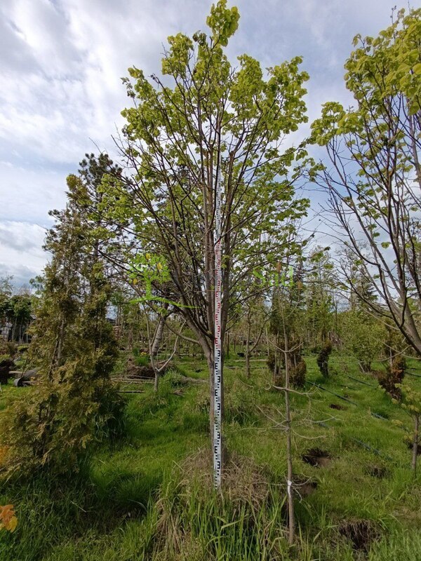 Липа мелколистная Тилия кордата (Tilia cordata) крупномер