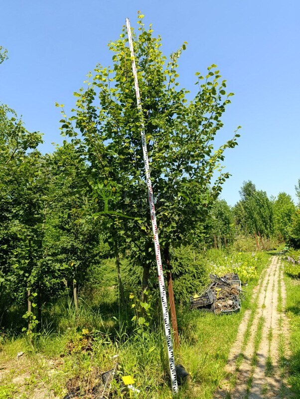 Липа мелколистная Тилия кордата (Tilia cordata) крупномер