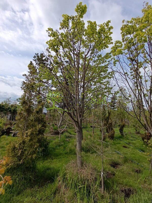 Липа мелколистная Тилия кордата (Tilia cordata) крупномер