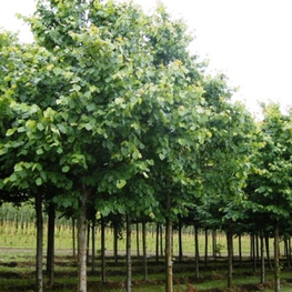 Липа мелколистная (Tilia cordata) крупномер