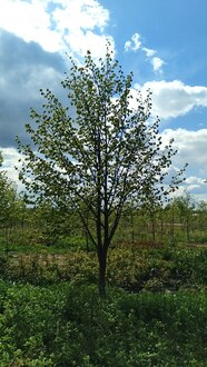 Липа мелколистная Тилия кордата (Tilia cordata) крупномер