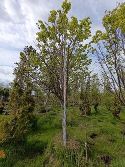 Липа мелколистная Тилия кордата (Tilia cordata) крупномер