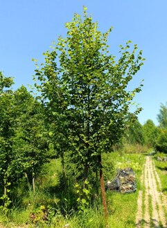 Липа мелколистная Тилия кордата (Tilia cordata) крупномер