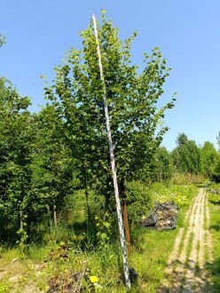 Липа мелколистная Тилия кордата (Tilia cordata) крупномер