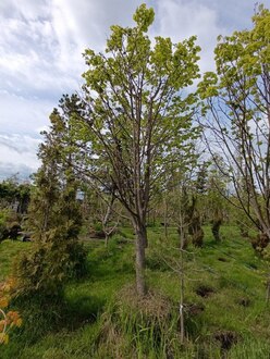 Липа мелколистная Тилия кордата (Tilia cordata) крупномер