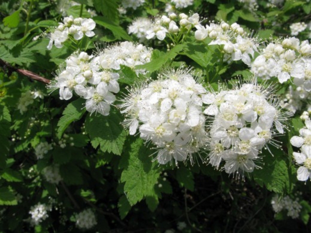 Спирея дубравколистная Спирея хамедрифлора (Spiraea chamaedryfolia)