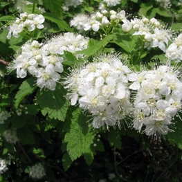 Спирея дубравколистная Спирея хамедрифлора (Spiraea chamaedryfolia)
