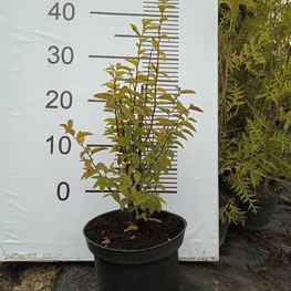 Спирея дубравколистная Спирея хамедрифлора (Spiraea chamaedryfolia)