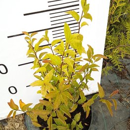Спирея дубравколистная Спирея хамедрифлора (Spiraea chamaedryfolia)