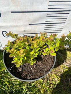 Спирея березолистная Тор (Tor)