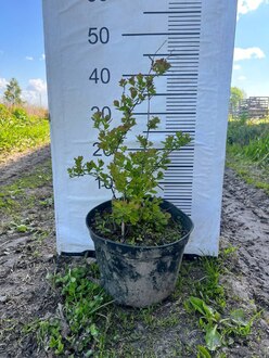 Спирея березолистная Тор (Tor)