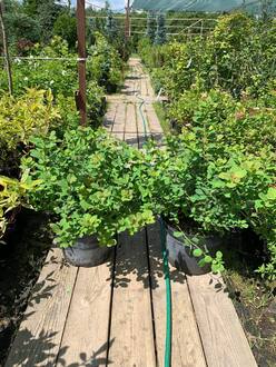 Спирея березолистная Тор (Tor)