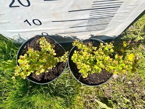 Спирея березолистная Тор (Tor)