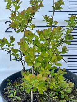 Спирея березолистная Тор (Tor)