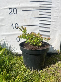 Спирея березолистная Тор (Tor)