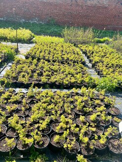 Спирея березолистная Тор (Tor)