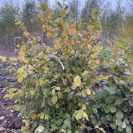 Лещина обыкновенная Корилус авеллана (Corylus avellana)